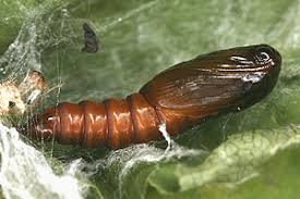 Attēlu rezultāti vaicājumam “Pandemis cinnamomeana”