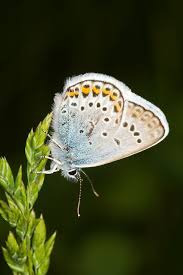 Attēlu rezultāti vaicājumam “Plebejus argus”