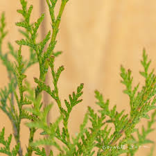 Attēlu rezultāti vaicājumam “Thuja plicata”