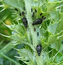 Attēlu rezultāti vaicājumam “Uroleucon cirsii”