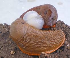 Attēlu rezultāti vaicājumam “Arion lusitanicus adult”