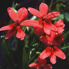 Attēlu rezultāti vaicājumam “Lophozia laxa macro”