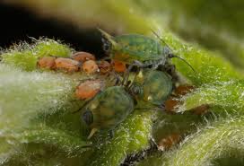 Attēlu rezultāti vaicājumam “Aphis farinosa”