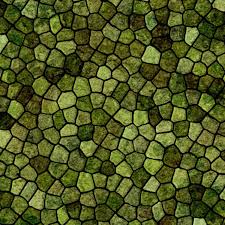 Image result for reptile scales