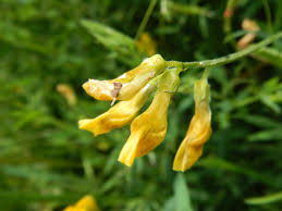 Attēlu rezultāti vaicājumam “Lathyrus pratensis leaf”