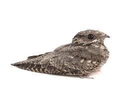 Image result for Caprimulgus europaeus