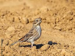 Image result for Emberiza leucocephalos
