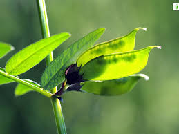 Attēlu rezultāti vaicājumam “Vicia sepium fruit”