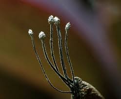 Attēlu rezultāti vaicājumam “Xylaria”