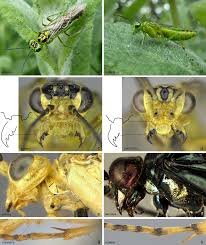 Attēlu rezultāti vaicājumam “Rhogogaster picta”