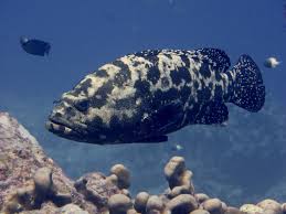 Image result for Epinephelus morio