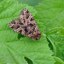 Attēlu rezultāti vaicājumam “Hadena rivularis”