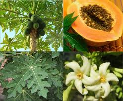 Image result for Carica papaya