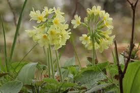 Image result for Schlüsselblumen