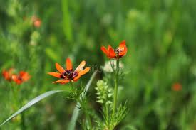 Image result for Adonis aestivalis