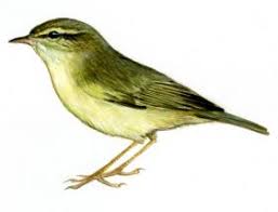 Image result for Phylloscopus schwarzi