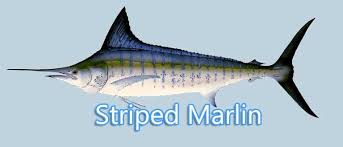 Image result for Makaira mazara