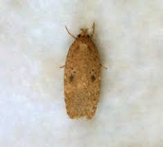 Attēlu rezultāti vaicājumam “Lathronympha strigana”