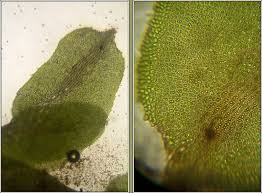 Attēlu rezultāti vaicājumam “Diplophyllum albicans”