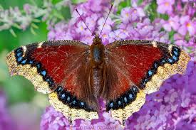 Attēlu rezultāti vaicājumam “Nymphalis antiopa”