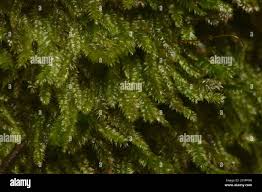 Attēlu rezultāti vaicājumam “Pseudotaxiphyllum elegans macro”