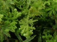 Attēlu rezultāti vaicājumam “Trichocolea tomentella sporophyte”