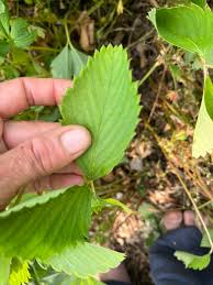 Attēlu rezultāti vaicājumam “Fragaria moschata leaf”