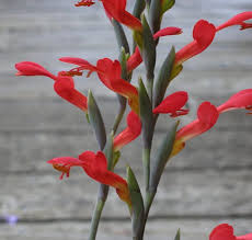 Attēlu rezultāti vaicājumam “Gladiolus imbricatus flower”