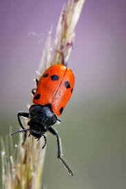 Attēlu rezultāti vaicājumam “Clytra quadripunctata”