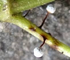 Attēlu rezultāti vaicājumam “Didymium difforme macro”