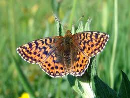 Attēlu rezultāti vaicājumam “Boloria aquilonaris”