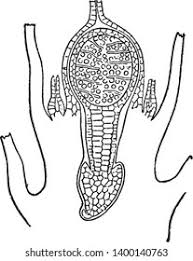 Attēlu rezultāti vaicājumam “Cephalozia bicuspidata”