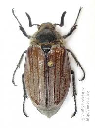 Attēlu rezultāti vaicājumam “Melolontha melolontha imago”