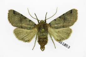 Attēlu rezultāti vaicājumam “Agrochola litura”