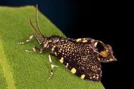 Attēlu rezultāti vaicājumam “Psychidae”