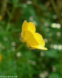 Attēlu rezultāti vaicājumam “Ranunculus lanuginosus bud”