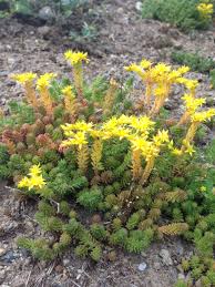 Attēlu rezultāti vaicājumam “Sedum sexangulare”