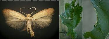 Attēlu rezultāti vaicājumam “Tischeriidae”