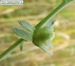 Attēlu rezultāti vaicājumam “Linaria loeselii bud”