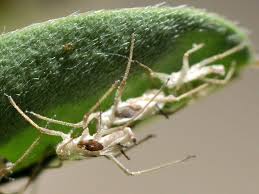 Attēlu rezultāti vaicājumam “Aphididae”