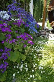 Attēlu rezultāti vaicājumam “Cribraria aurantiaca stalked”