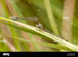 Attēlu rezultāti vaicājumam “Coenagrion armatum female”
