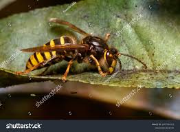 Attēlu rezultāti vaicājumam “Dolichovespula media”