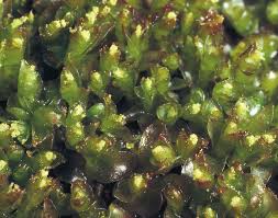 Attēlu rezultāti vaicājumam “Mylia anomala”