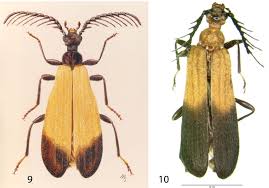 Attēlu rezultāti vaicājumam “Pyrochroidae imago”