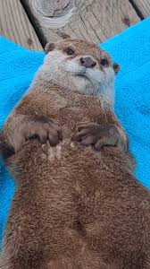 Image result for Otters Old Time Dance Club