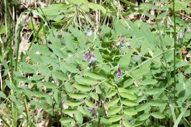 Attēlu rezultāti vaicājumam “Lathyrus palustris bud”