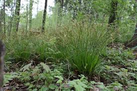 Attēlu rezultāti vaicājumam “Carex digitata”