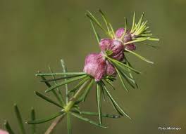 Attēlu rezultāti vaicājumam “Geocrypta galii”