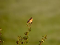 Attēlu rezultāti vaicājumam “Saxicola rubetra adult”